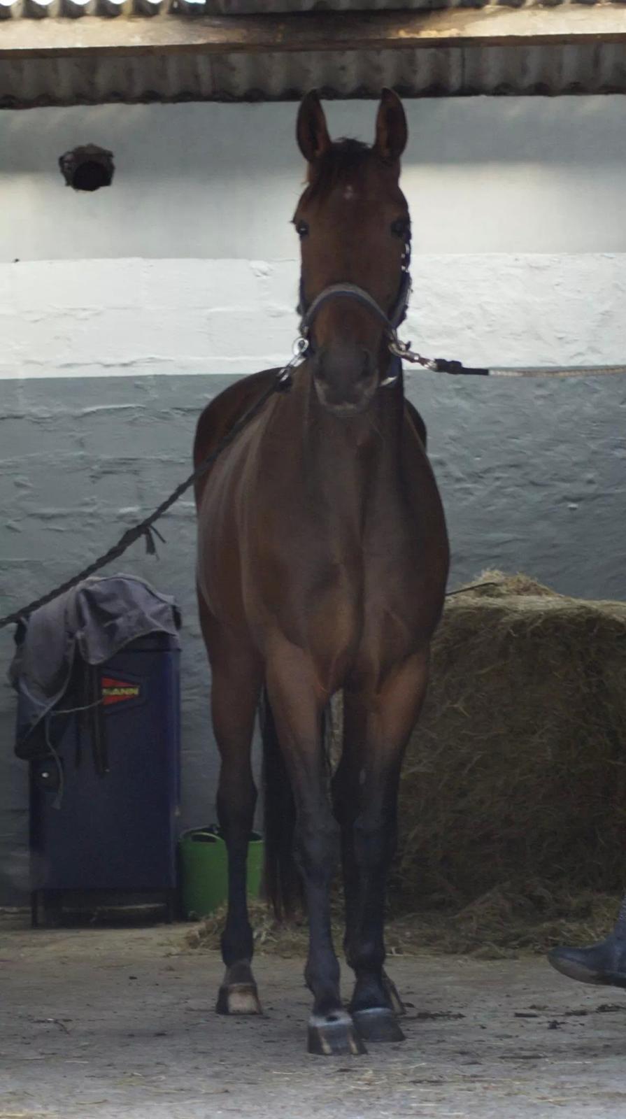 Traver Ofelia tandal billede 2