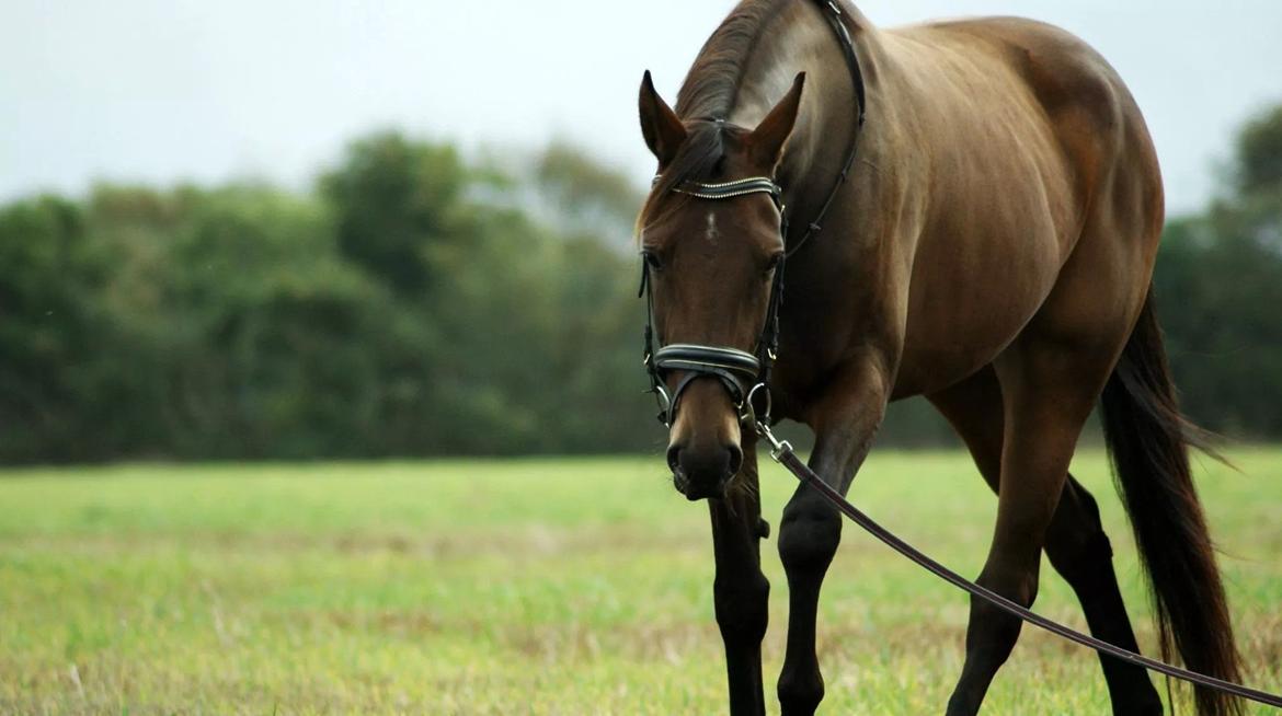 Traver Ofelia tandal billede 1