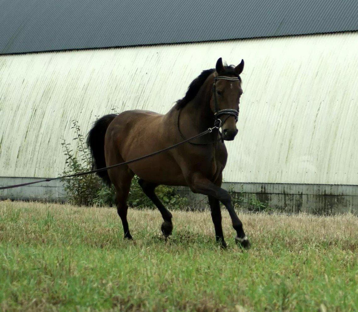 Traver Ofelia tandal billede 4