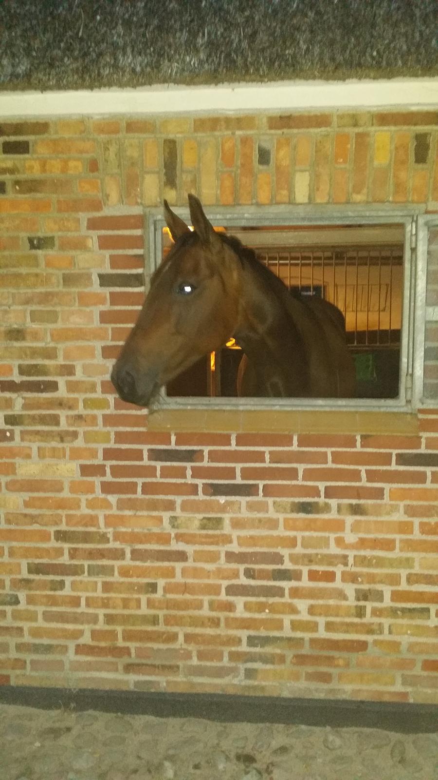 Traver Ofelia tandal billede 5