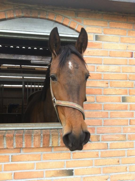 Traver Ofelia tandal billede 7