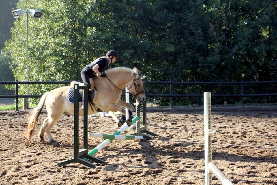 Fjordhest - Fabel Stanstorp billede 3