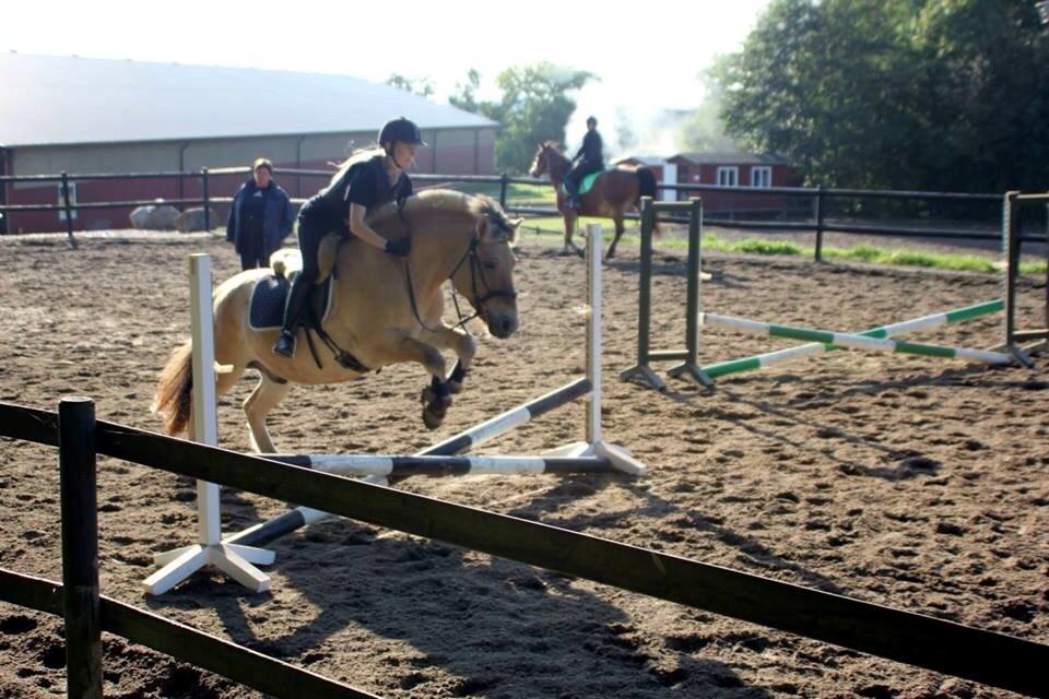 Fjordhest - Fabel Stanstorp billede 9