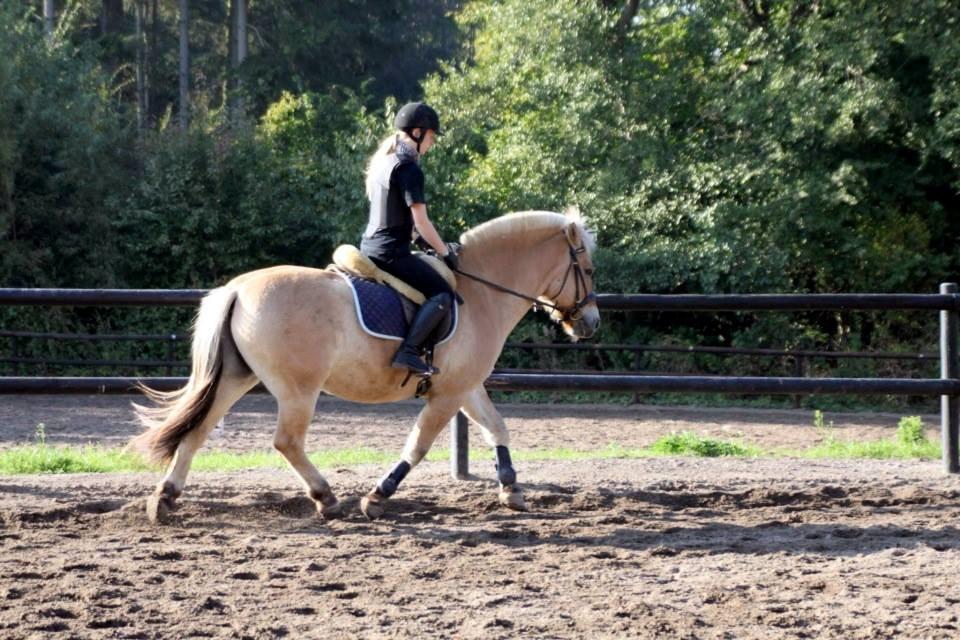 Fjordhest - Fabel Stanstorp billede 18