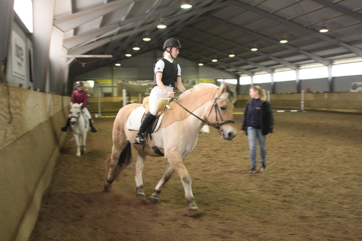 Fjordhest - Fabel Stanstorp billede 12