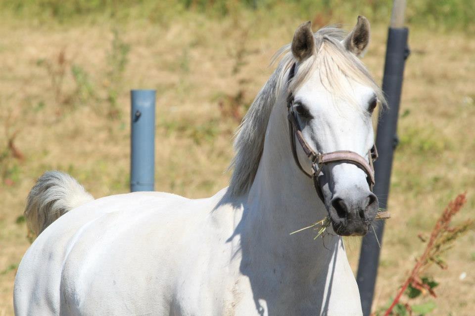 Anden særlig race Figo billede 1