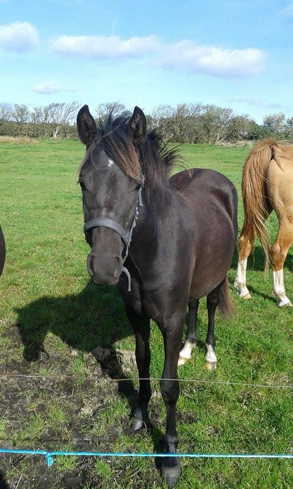 New Forest Azalia - På sommergræs 2014.  billede 11