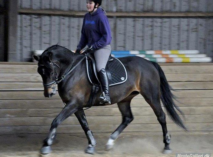 Anden særlig race 'Tidligere hest' Beauty Queen billede 1