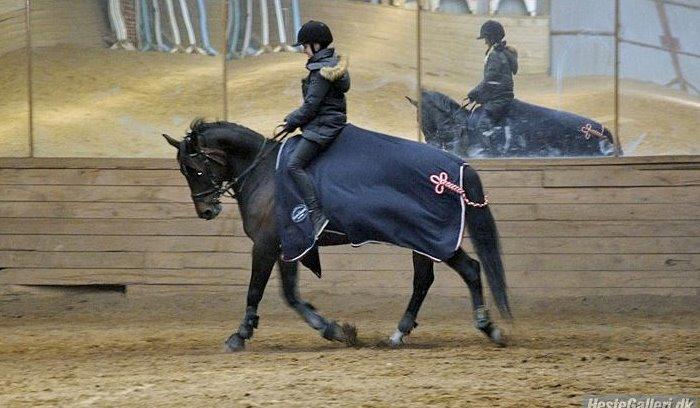 Anden særlig race 'Tidligere hest' Beauty Queen billede 14