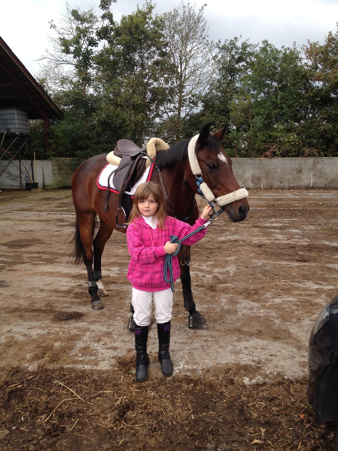 Tysk Sportspony Dana 278 billede 15