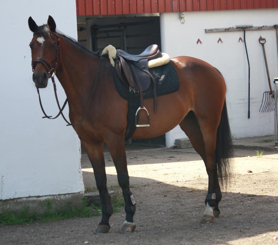 Tysk Sportspony Dana 278 billede 1