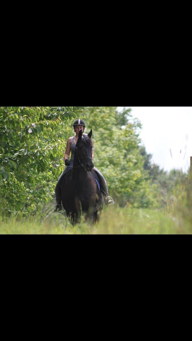 Frieser Hylkje Hoffe billede 3