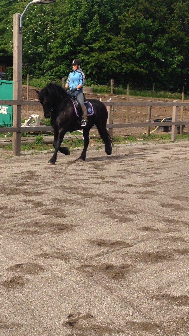 Frieser Hylkje Hoffe billede 14