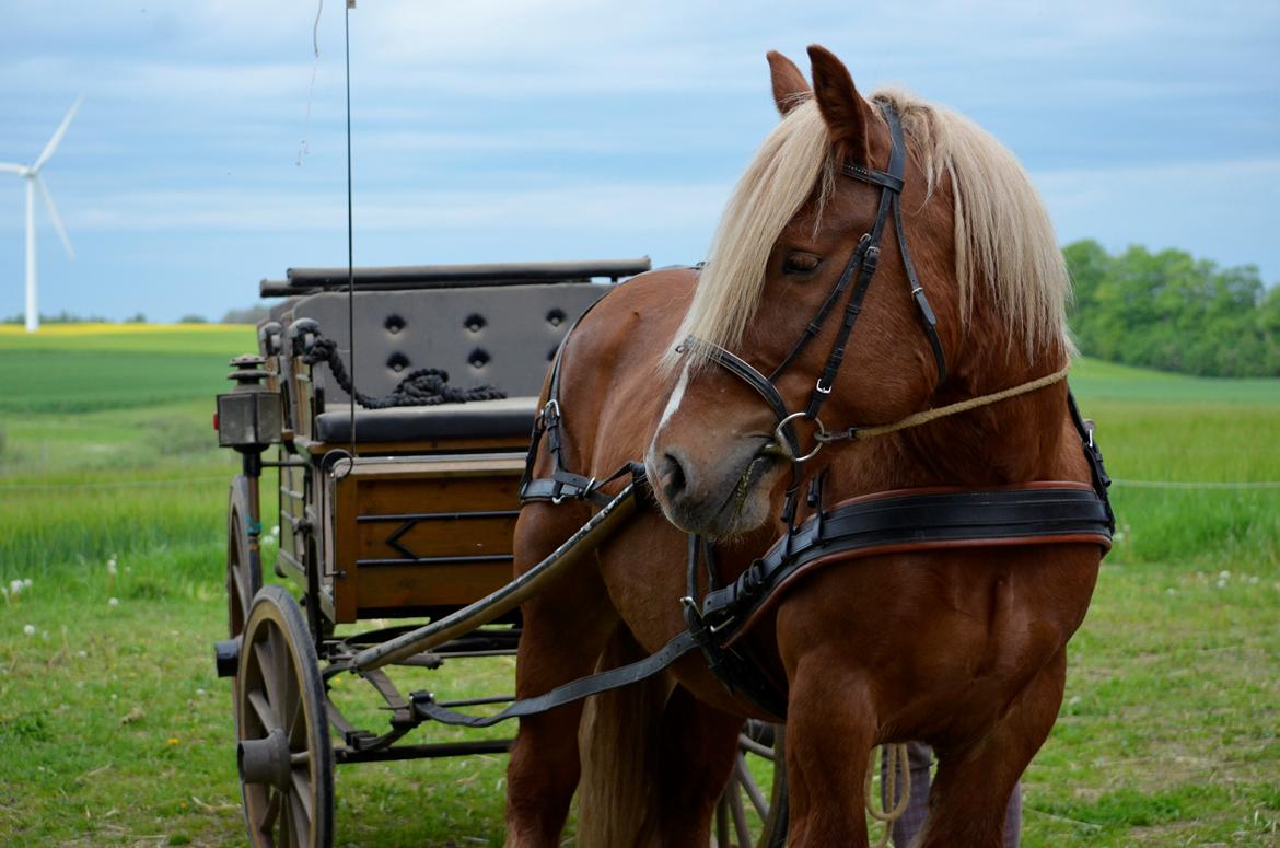 Jyde Thor - 18-05-2014 billede 13