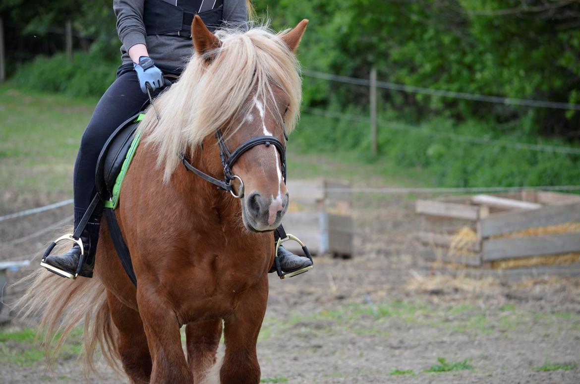 Jyde Thor - 17-05-2014 billede 15