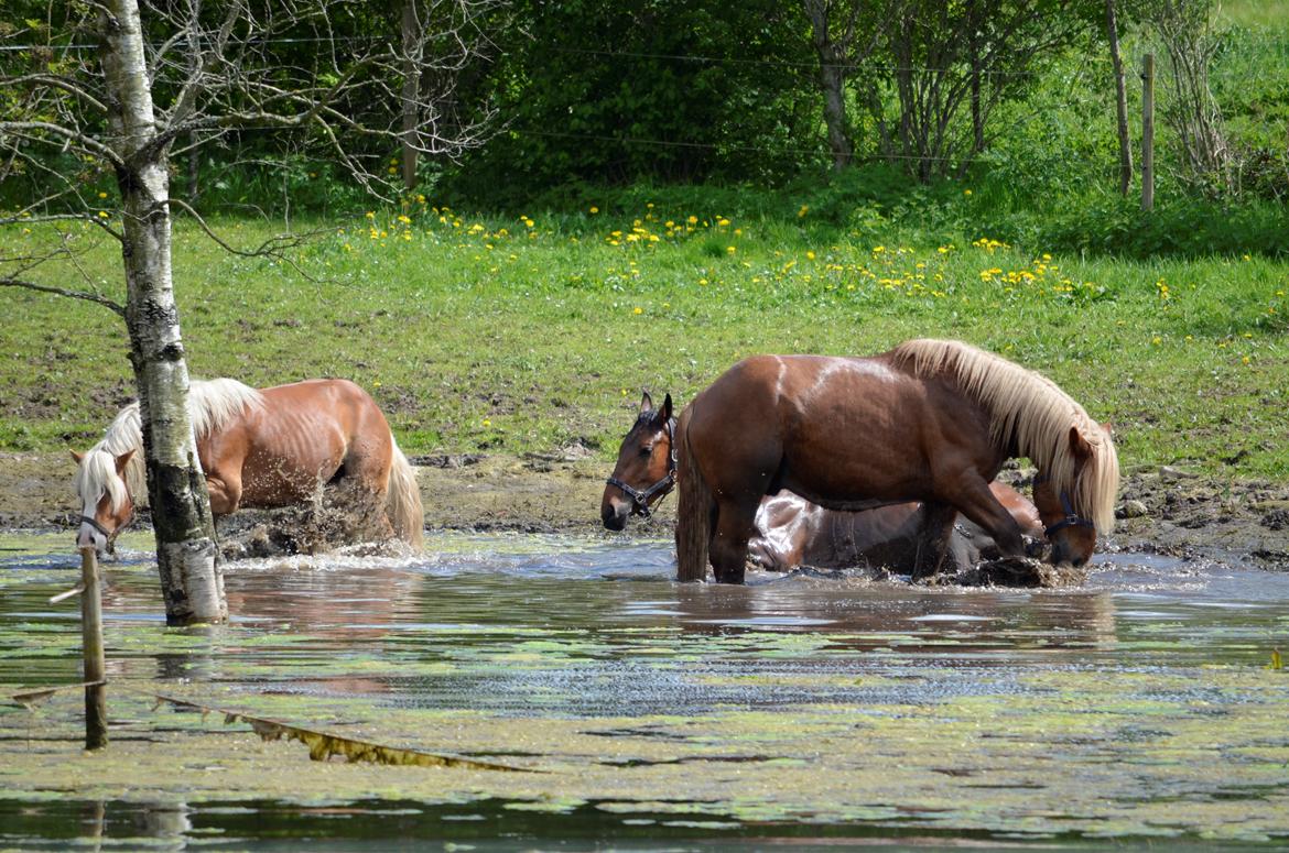 Jyde Thor - 18-05-2014 billede 14