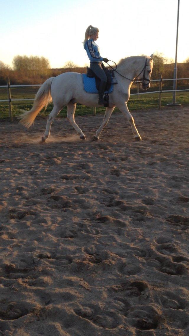 Sportsaraber (A) Gøben billede 13