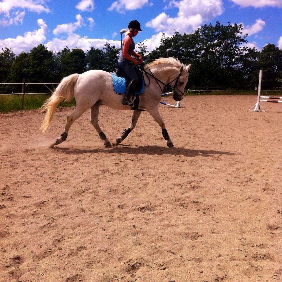 Sportsaraber (A) Gøben billede 14