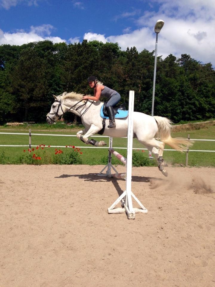 Sportsaraber (A) Gøben billede 15