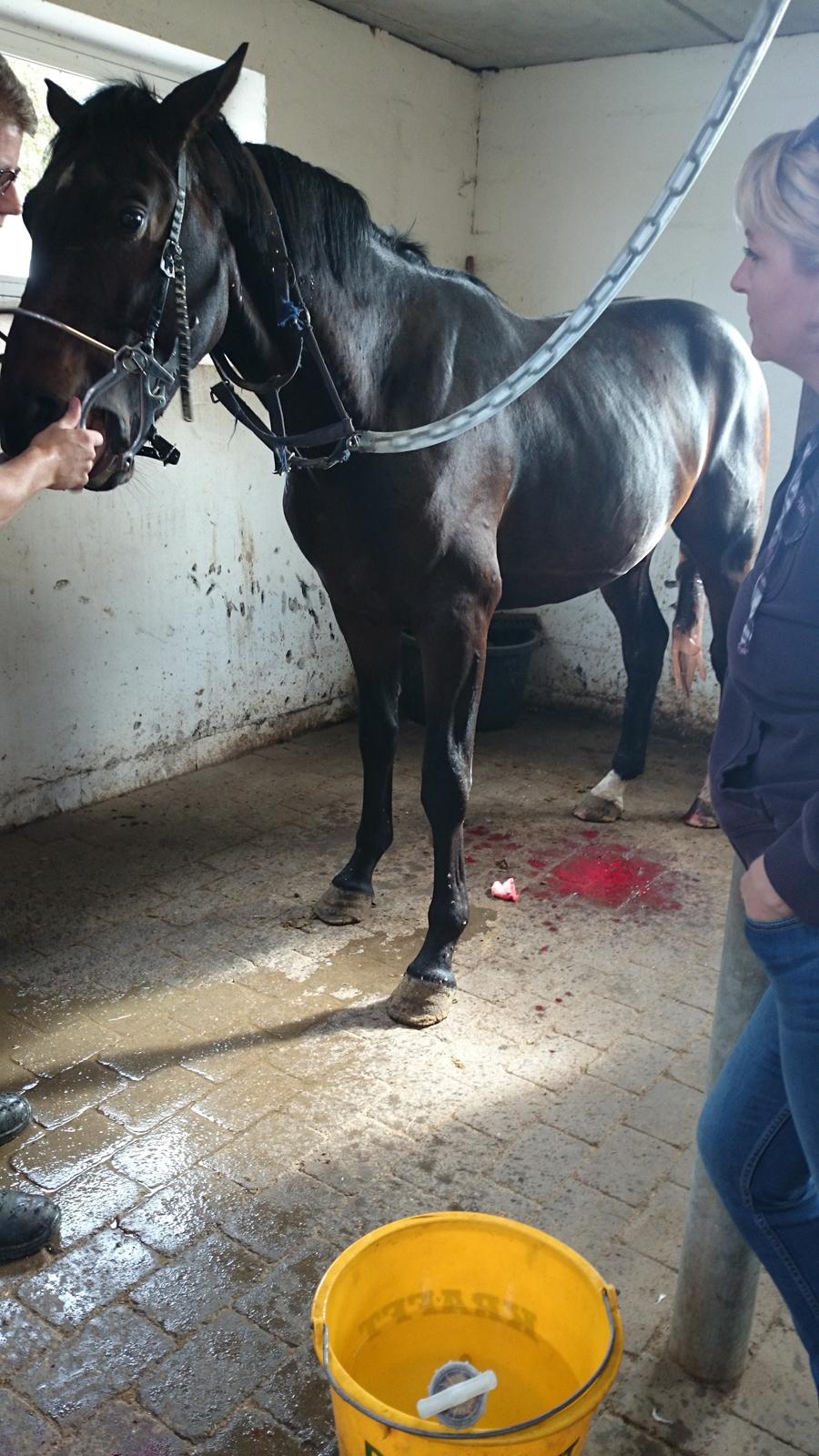 Dansk Varmblod Saigon - Kastration, tand rasp og alle de vaccinationer han skal have, PÅ EN OG SAMME DAG. Stakkels lille mand. Han klarede det til ug! 29. sep 2014 billede 14