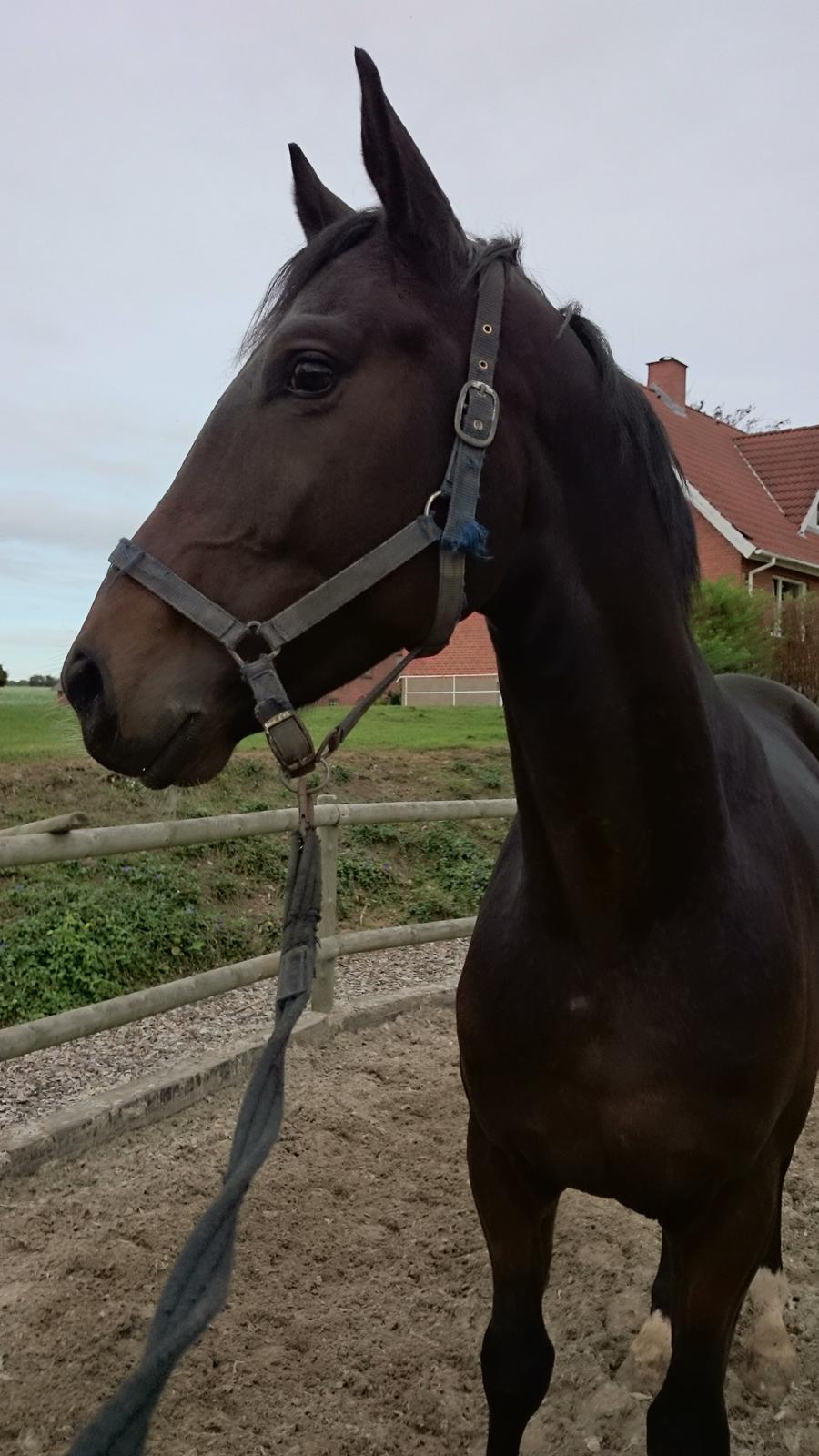 Dansk Varmblod Saigon - 30 september 2014 billede 15