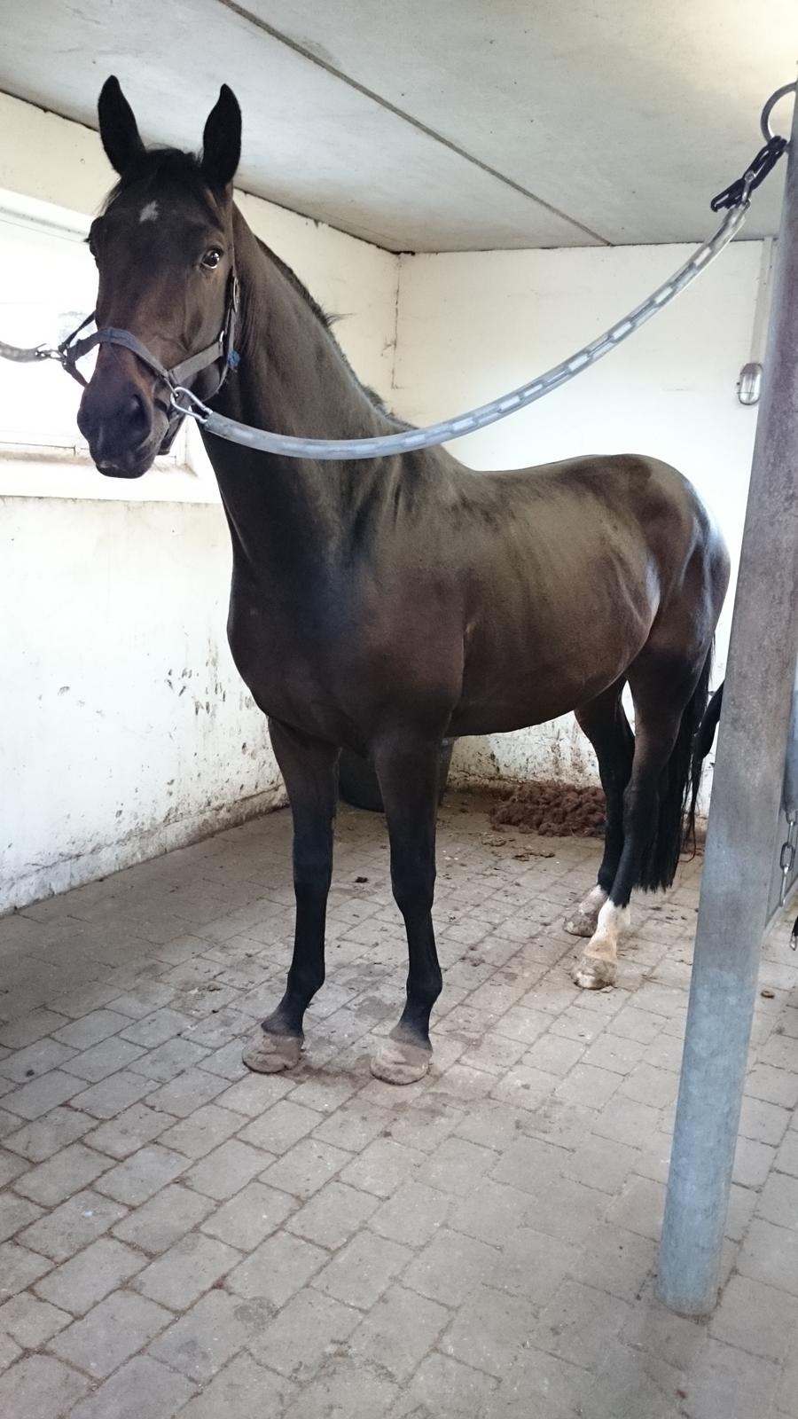 Dansk Varmblod Saigon - glad, frisk og nu vallak! 30. september 2014 billede 16