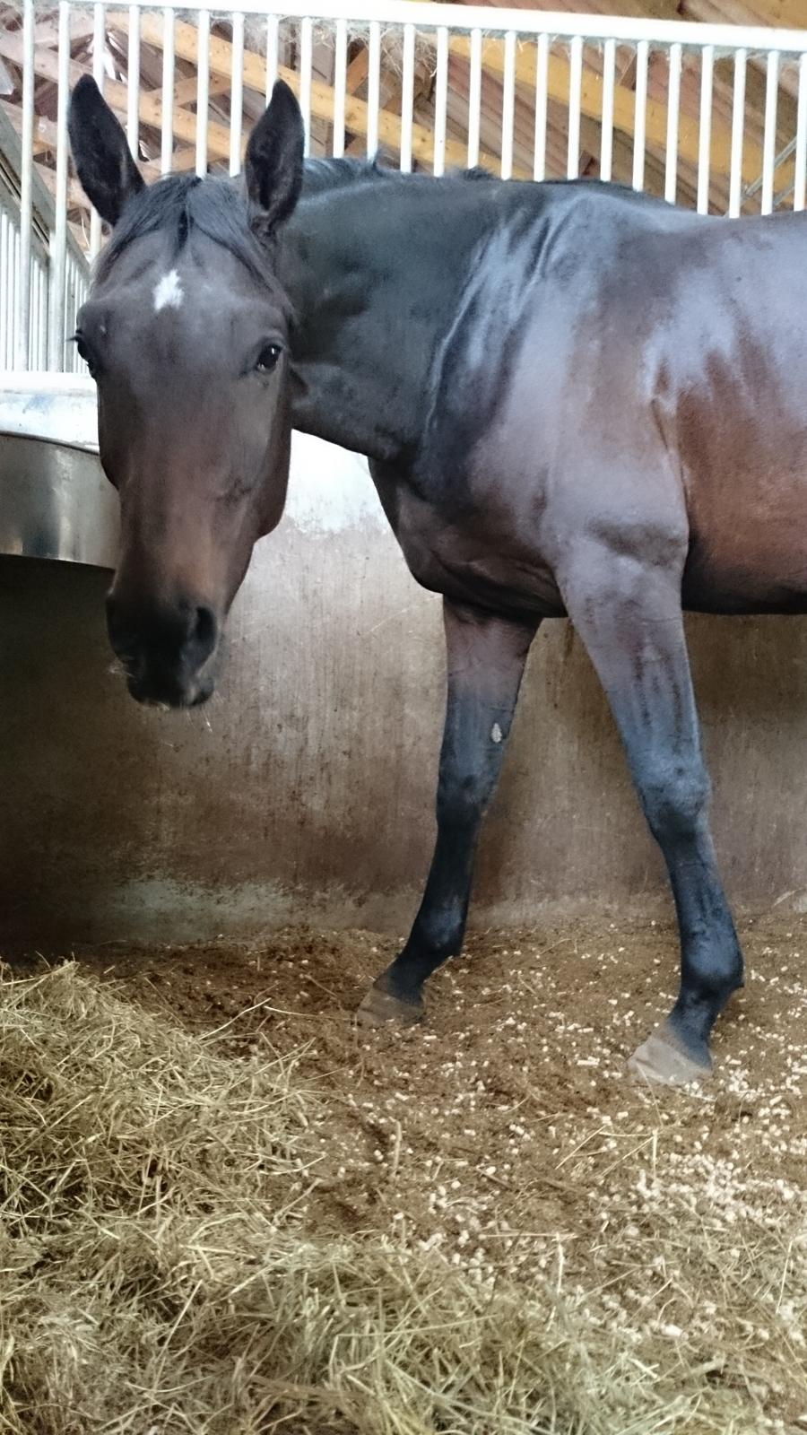 Dansk Varmblod Saigon - lille bøf <3 30. september 2014 billede 18