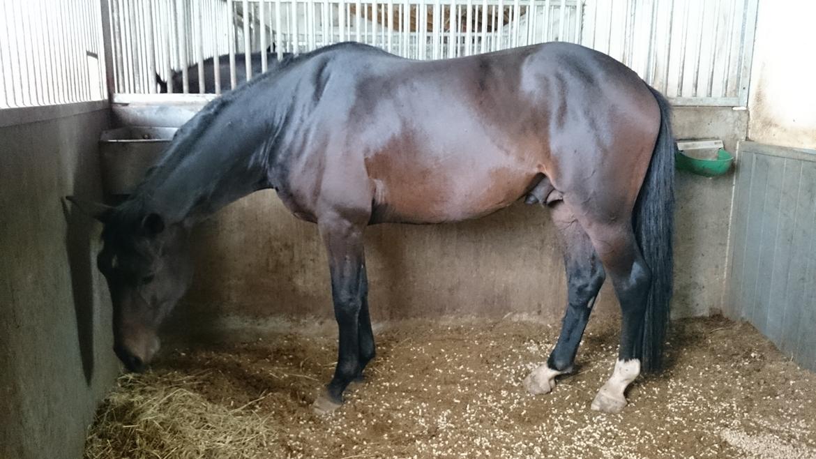 Dansk Varmblod Saigon - lillemanden i fuld figur. Træt efter en gåtur med mange indtryk. 30. september 2014 billede 17