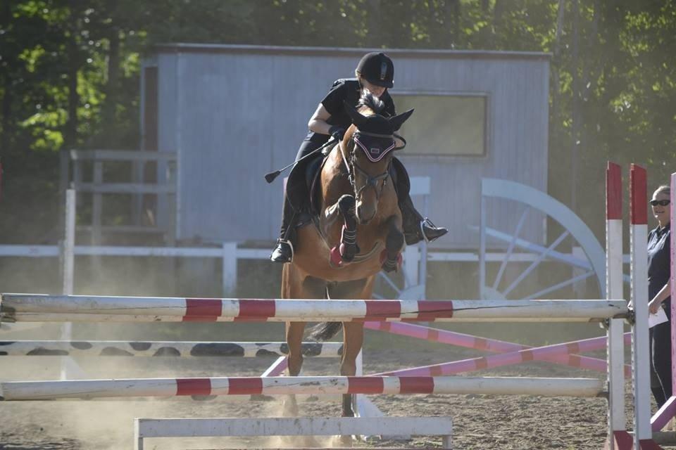 Anden særlig race Roosgårdens Carrera billede 4