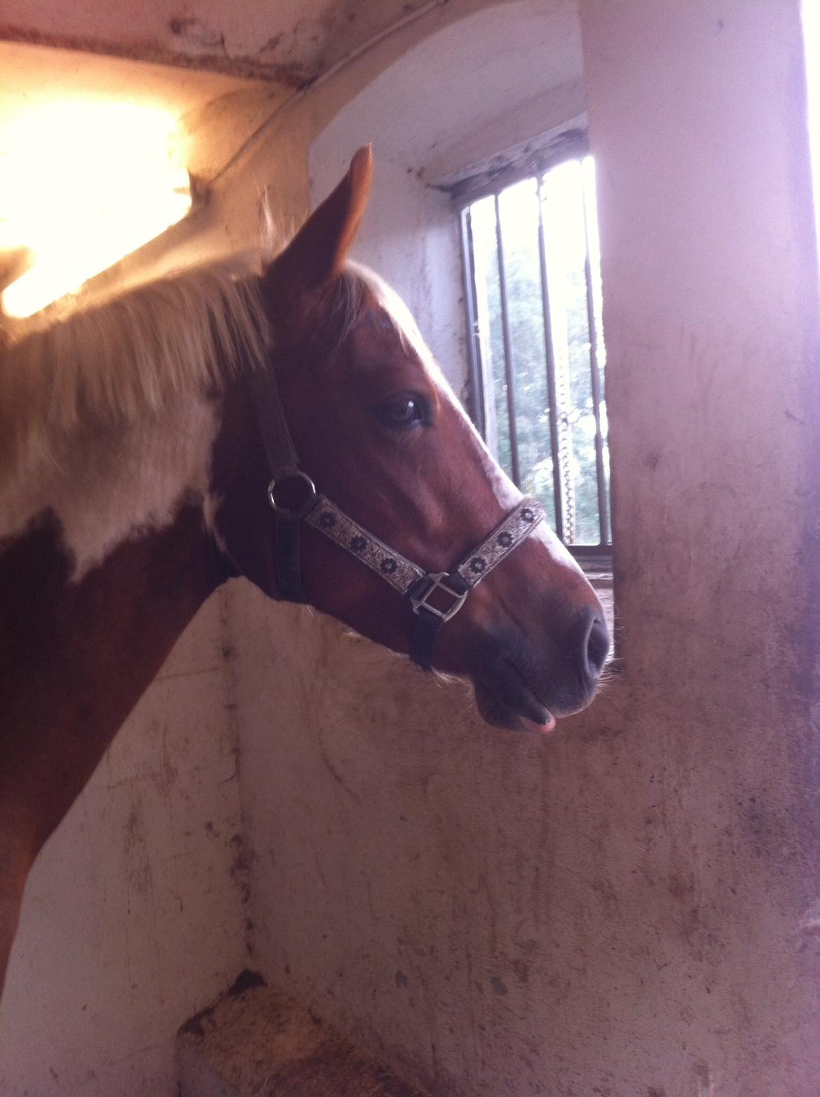 Anden særlig race DSP kastaniehøjs joannah (min part) billede 5