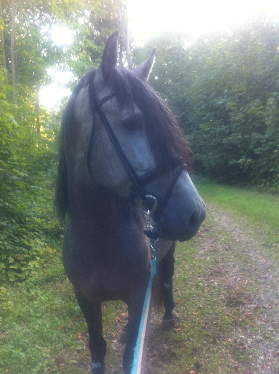 Pura Raza Española Tiento Yet billede 6