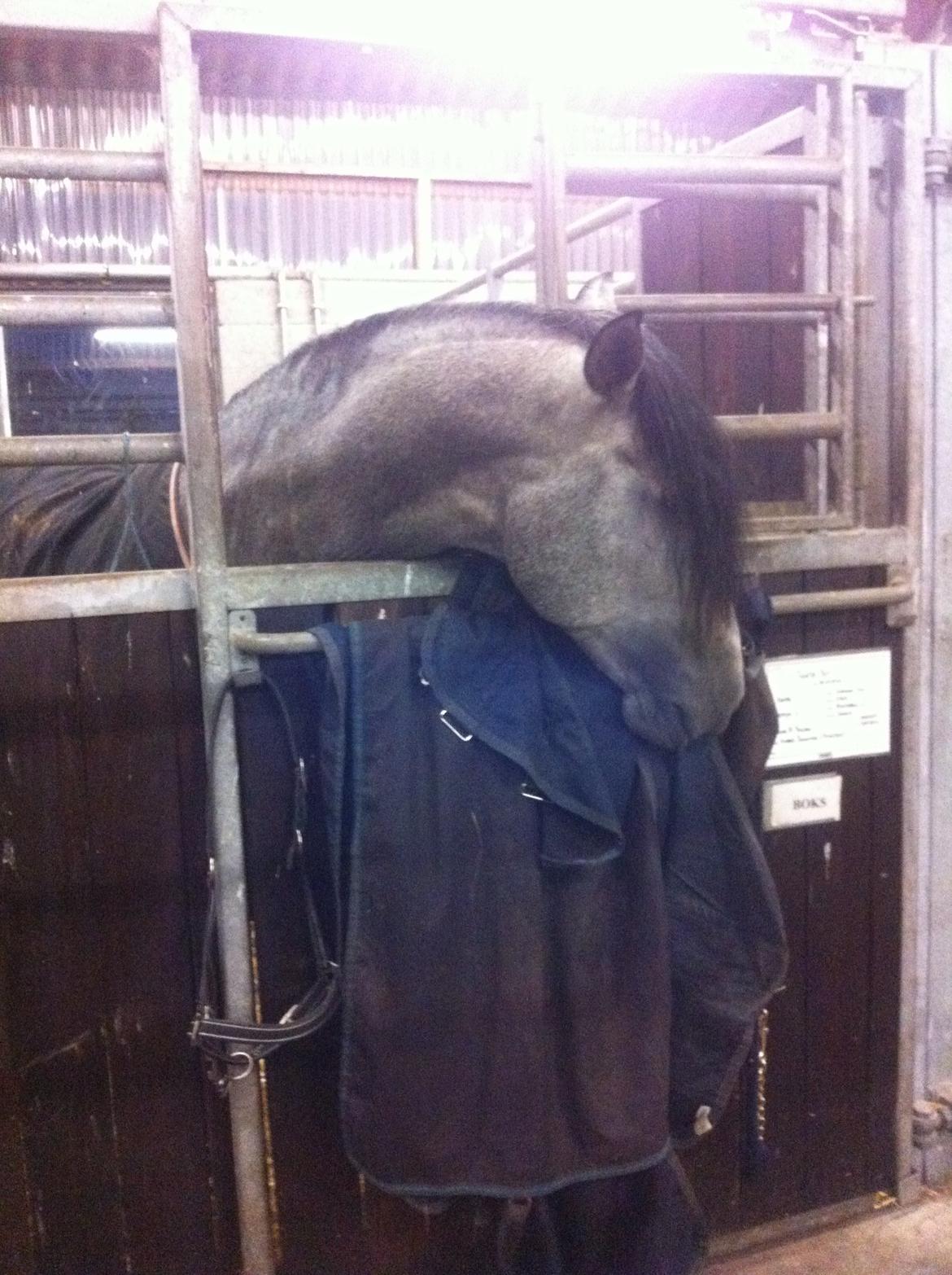 Pura Raza Española Tiento Yet billede 5