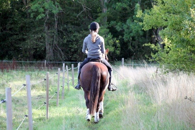 Connemara Quiva <3 - Tak fordi I kiggede med :) billede 50