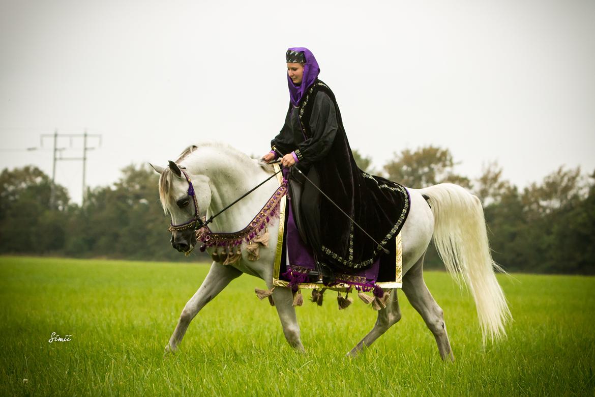 Arabisk fuldblod (OX) Nader Al Shaqab (Avlshingst) billede 30