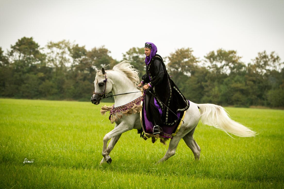 Arabisk fuldblod (OX) Nader Al Shaqab (Avlshingst) billede 31