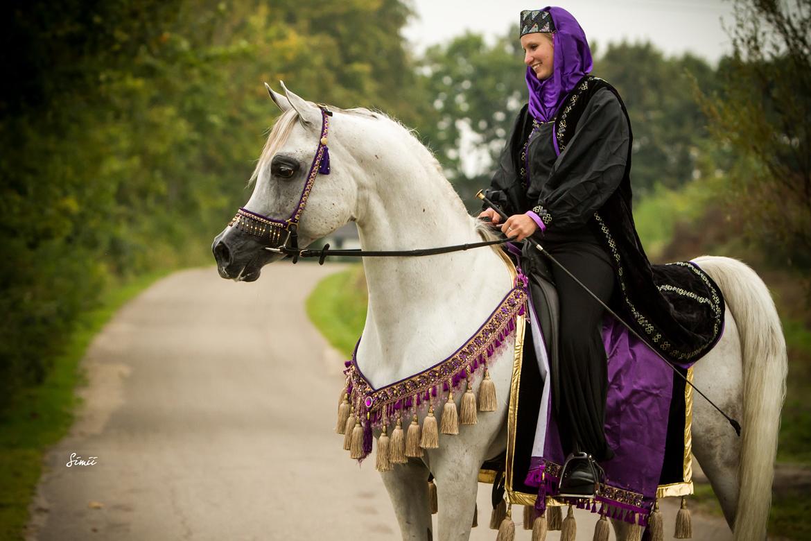 Arabisk fuldblod (OX) Nader Al Shaqab (Avlshingst) billede 32