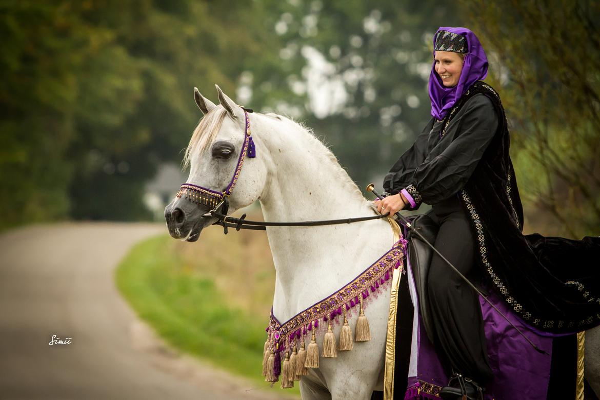 Arabisk fuldblod (OX) Nader Al Shaqab (Avlshingst) billede 33