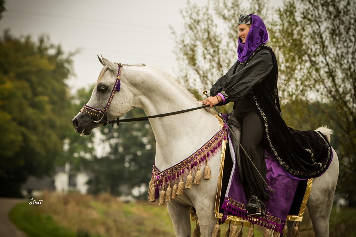 Arabisk fuldblod (OX) Nader Al Shaqab (Avlshingst) billede 6