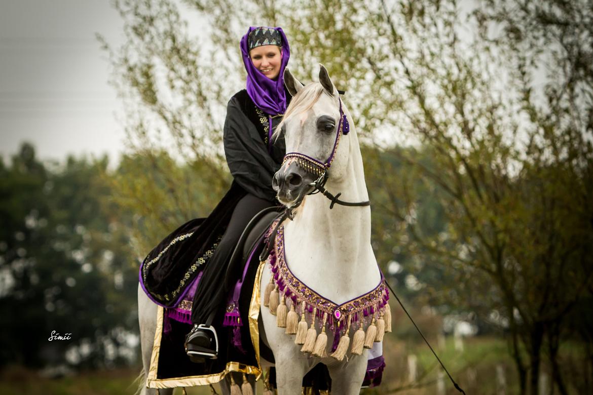 Arabisk fuldblod (OX) Nader Al Shaqab (Avlshingst) billede 34