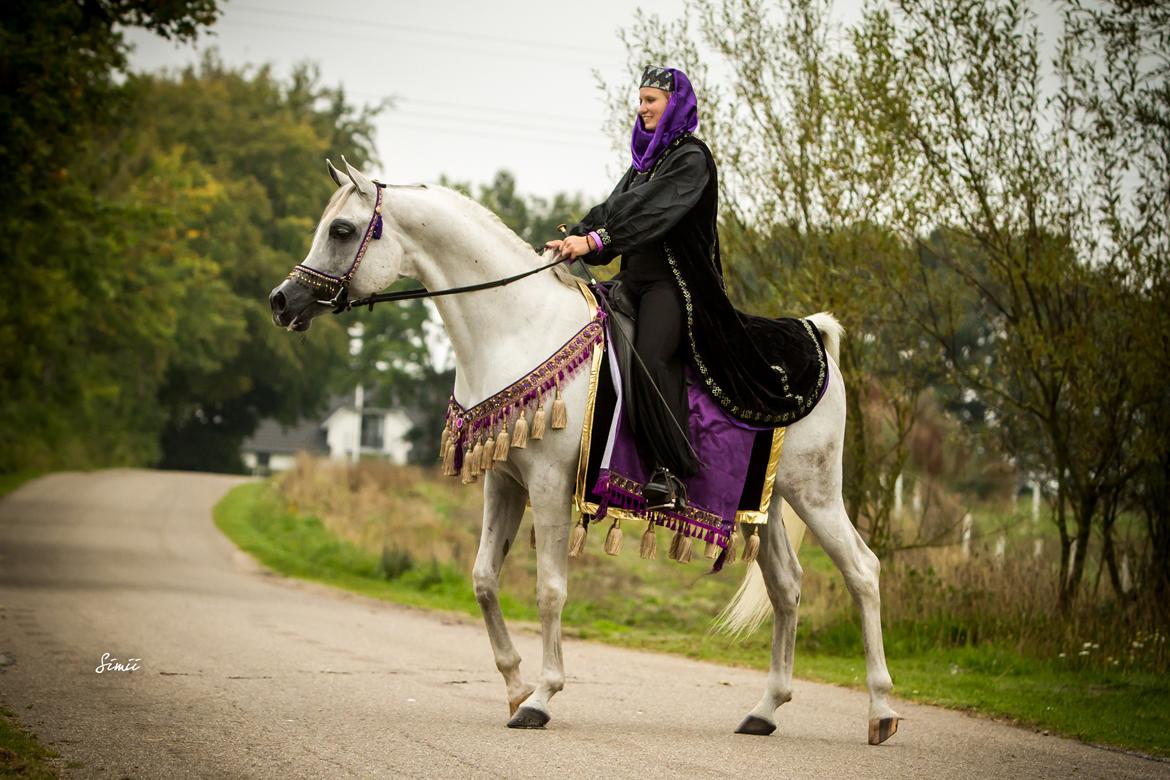 Arabisk fuldblod (OX) Nader Al Shaqab (Avlshingst) billede 35