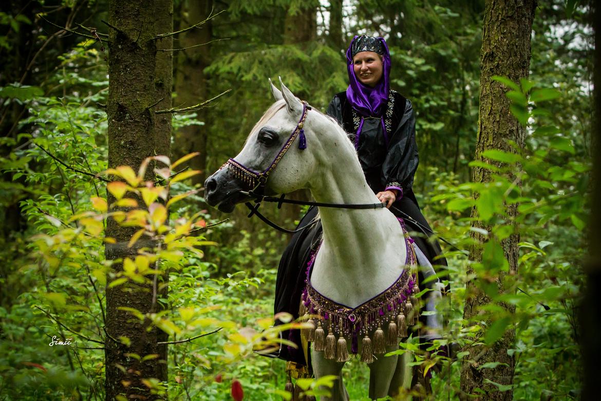 Arabisk fuldblod (OX) Nader Al Shaqab (Avlshingst) billede 37