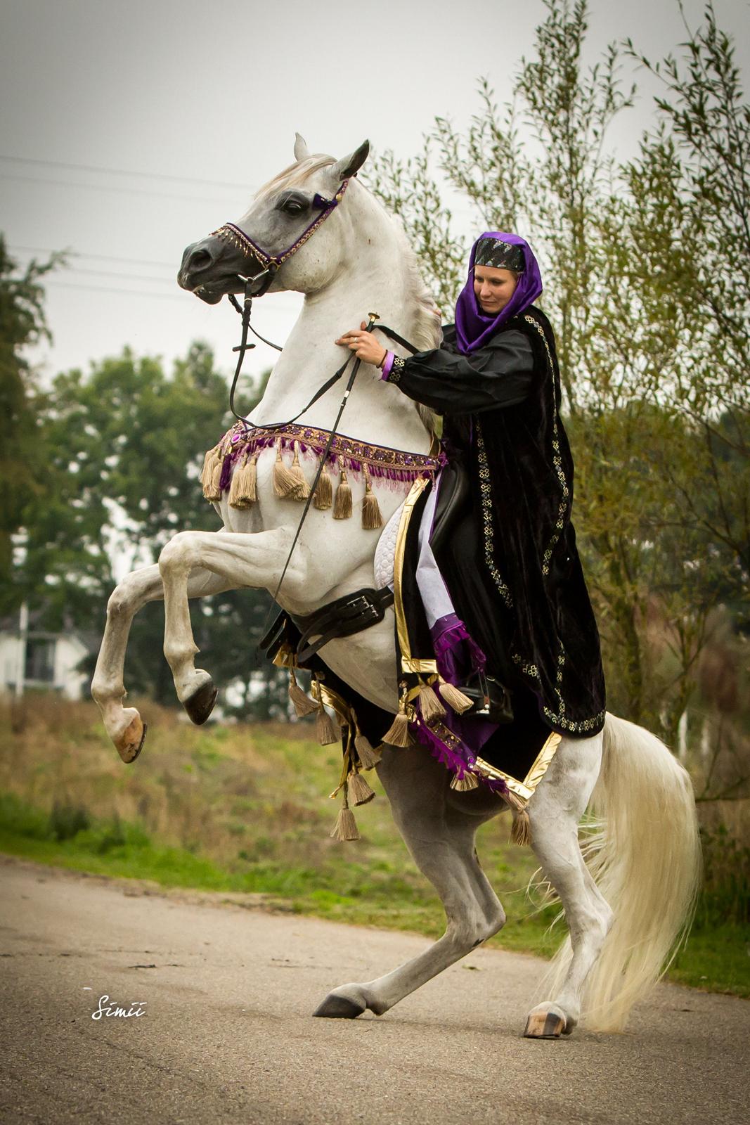 Arabisk fuldblod (OX) Nader Al Shaqab (Avlshingst) billede 1