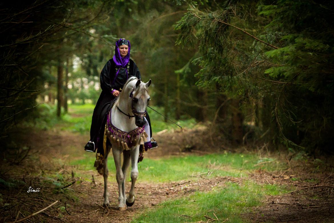 Arabisk fuldblod (OX) Nader Al Shaqab (Avlshingst) billede 4