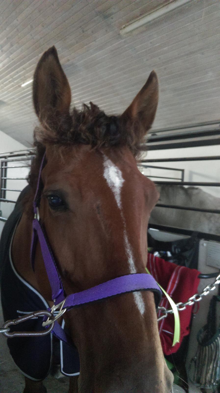 Polsk Varmblod Lenor billede 16