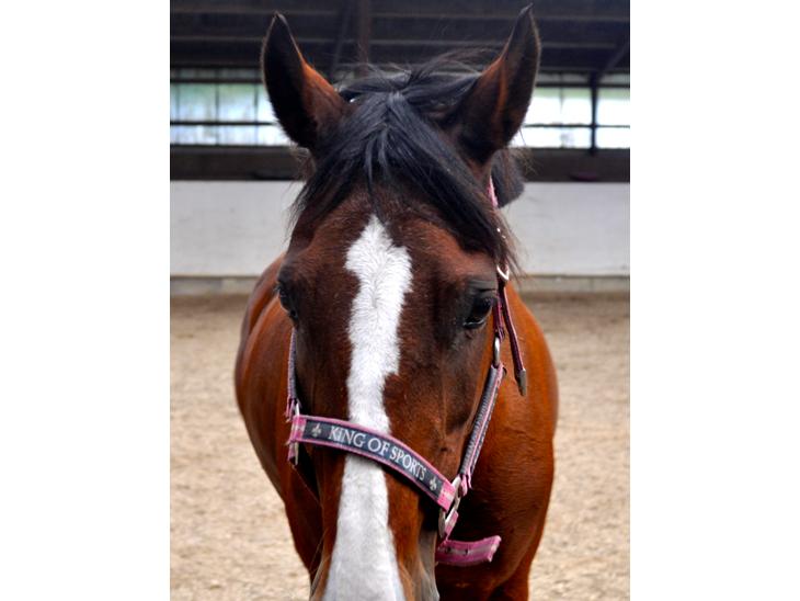 {{currentPhoto.altText}} billede {{currentPhoto.number}}