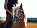 Haflinger N. Don Carlos