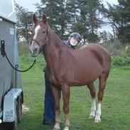 Anden særlig race Magic super Babe