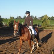 Anden særlig race Magic super Babe