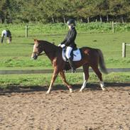 Anden særlig race Magic super Babe