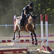 Anden særlig race Roosgårdens Carrera